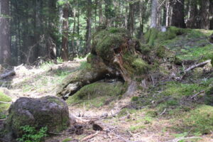 Die Resilienz, unsere psychische Widerstandskraft